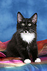 sitting Norwegian Forest Kitten