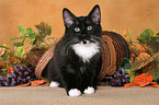 standing Norwegian Forest Kitten