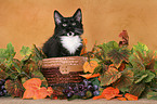 Norwegian Forest Kitten in basket