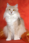 sitting Norwegian Forest Cat