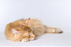 sleeping Norwegian Forest Cat