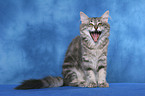 yawning cat