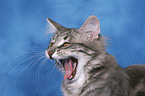 yawning cat