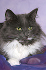 lying Norwegian Forest Cat