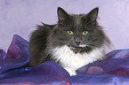 lying Norwegian Forest Cat