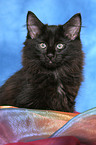 black Norwegian Forest Kitten