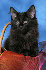 black Norwegian Forest Kitten