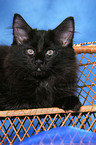 black Norwegian Forest Kitten