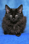 black Norwegian Forest Kitten