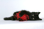 playing black Norwegian Forest Kitten