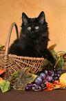 black Norwegian Forest Kitten