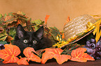 black Norwegian Forest Kitten