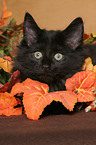 black Norwegian Forest Kitten