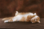 rolling norwegian forest cat