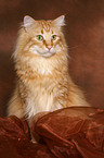 sitting Norwegian Forest Cat