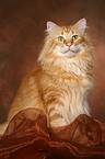 sitting Norwegian Forest Cat