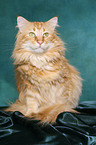 sitting Norwegian Forest Cat