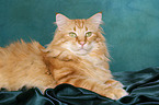 lying Norwegian Forest Cat