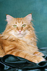 lying Norwegian Forest Cat