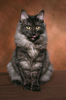 sitting Norwegian Forest Cat