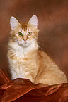 young sitting norwegian forest cat