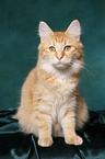 young sitting norwegian forest cat