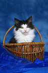 Norwegian Forest Kitten in basket