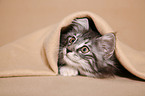 norwegian forest kitten