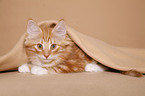 norwegian forest kitten