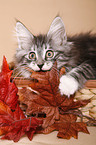 norwegian forest kitten