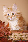 norwegian forest kitten