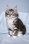 norwegian forest kitten