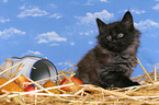 sitting norwegian forest kitten