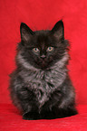 sitting norwegian forest kitten