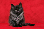 sitting norwegian forest kitten