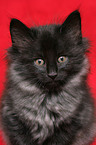 norwegian forest kitten portait