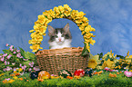 norwegian forest kitten in basket at Easter