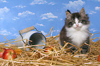 norwegian forest kitten in straw