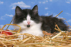 norwegian forest kitten in straw