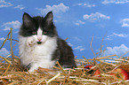 norwegian forest kitten in straw