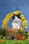 norwegian forest kitten in basket