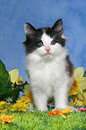 standing norwegian forest kitten