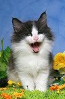 yawning norwegian forest kitten