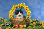 norwegian forest kitten in basket