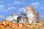 nnorwegian forest kitten in straw