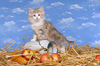 cute norwegian forest kitten in straw