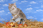 norwegian forest kitten in straw