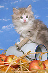 cute norwegian forest kitten in straw