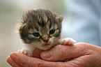 Norwegian Forest Cat kitten