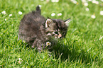 Norwegian Forest Cat kitten